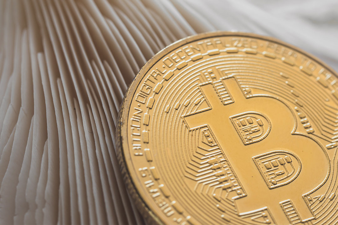 3 Bitcoins Stock Photo Grapbox™ Free Digital Asset